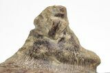 Fossil Mosasaur (Platecarpus) Lower Jaw Section - Kansas #207907-9